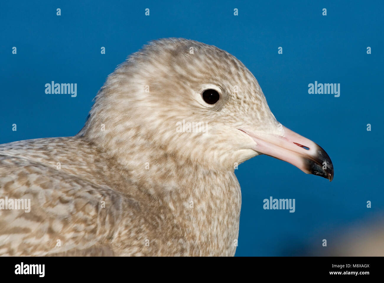 Grote Burgemeester kop close-up; Glaucous Gull testa close-up Foto Stock