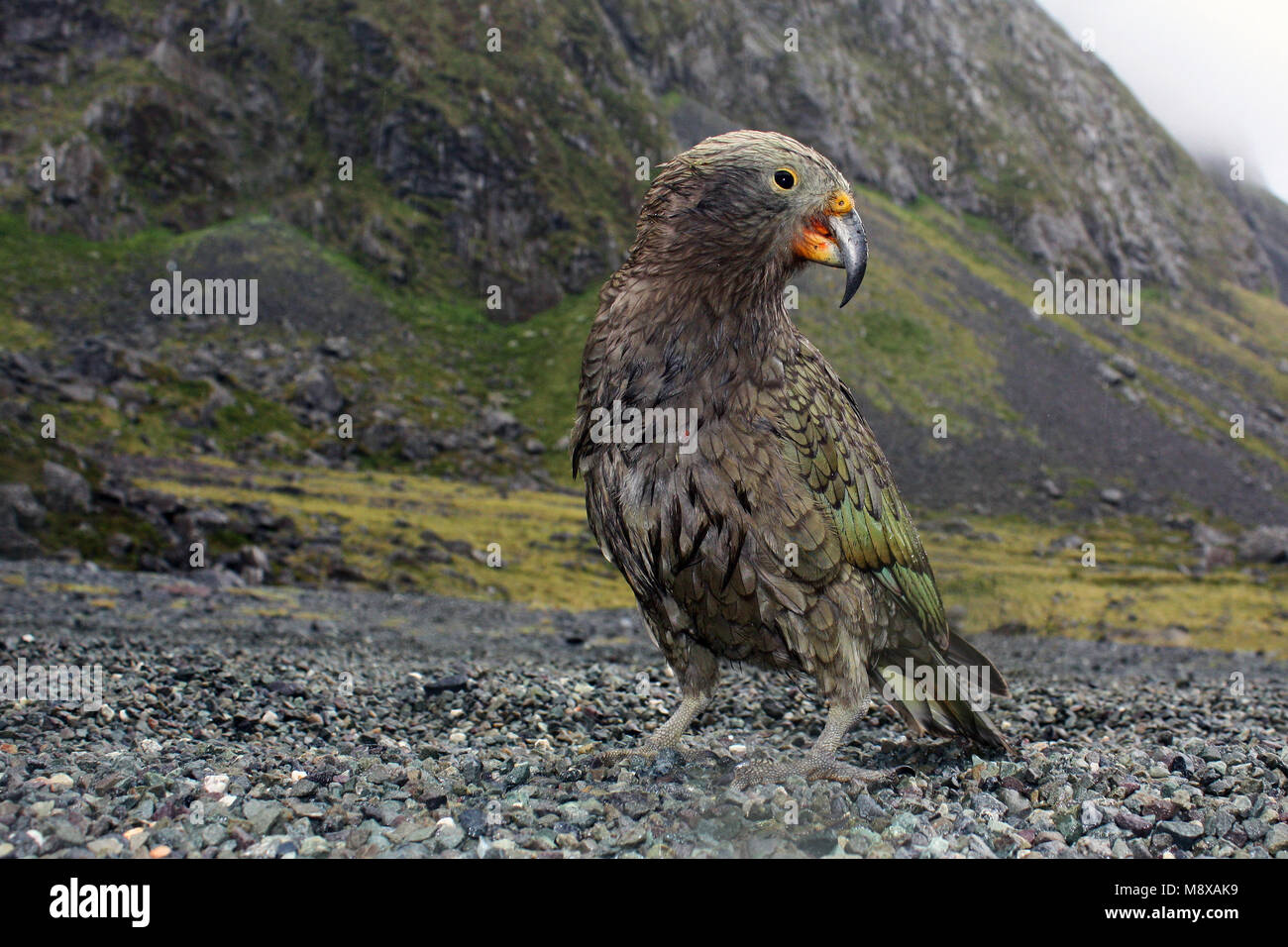 Kea; Kea; Nestor notabilis Foto Stock