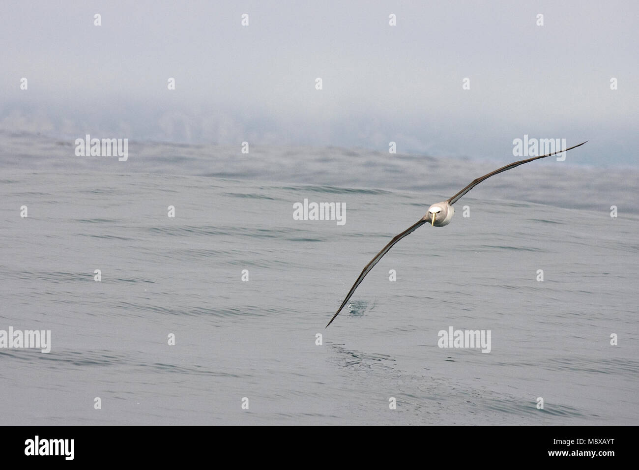 Salvins Albatros; Salvin's Albatross; Thalassarche salvini Foto Stock