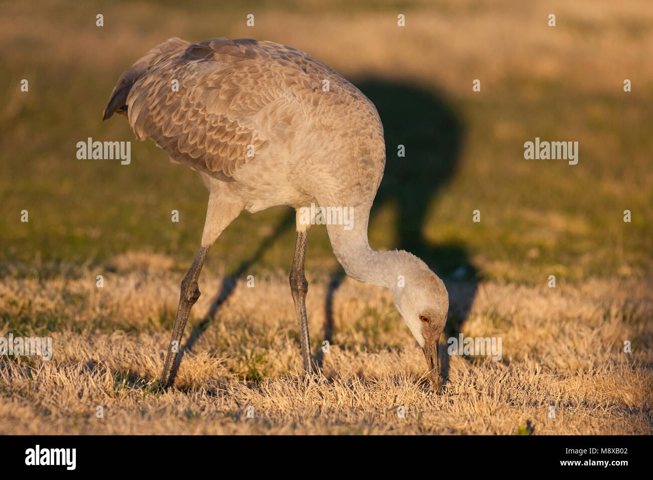 Juveniele Canadese Kraanvogel; capretti Sandhill gru Foto Stock