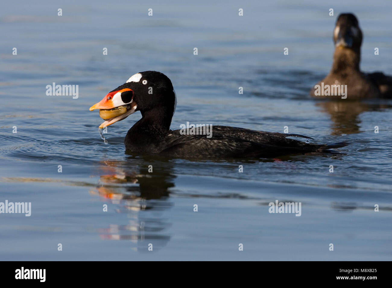 Brilzee-eend mannetje met mossel; Orchetto Surf maschio con le cozze Foto Stock