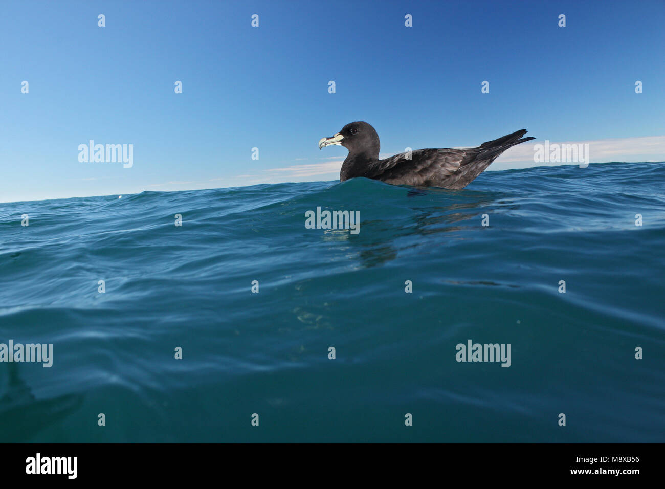 Witkinstormvogel zwemmend op zee; bianco-chinned Petrel nuoto in mare Foto Stock