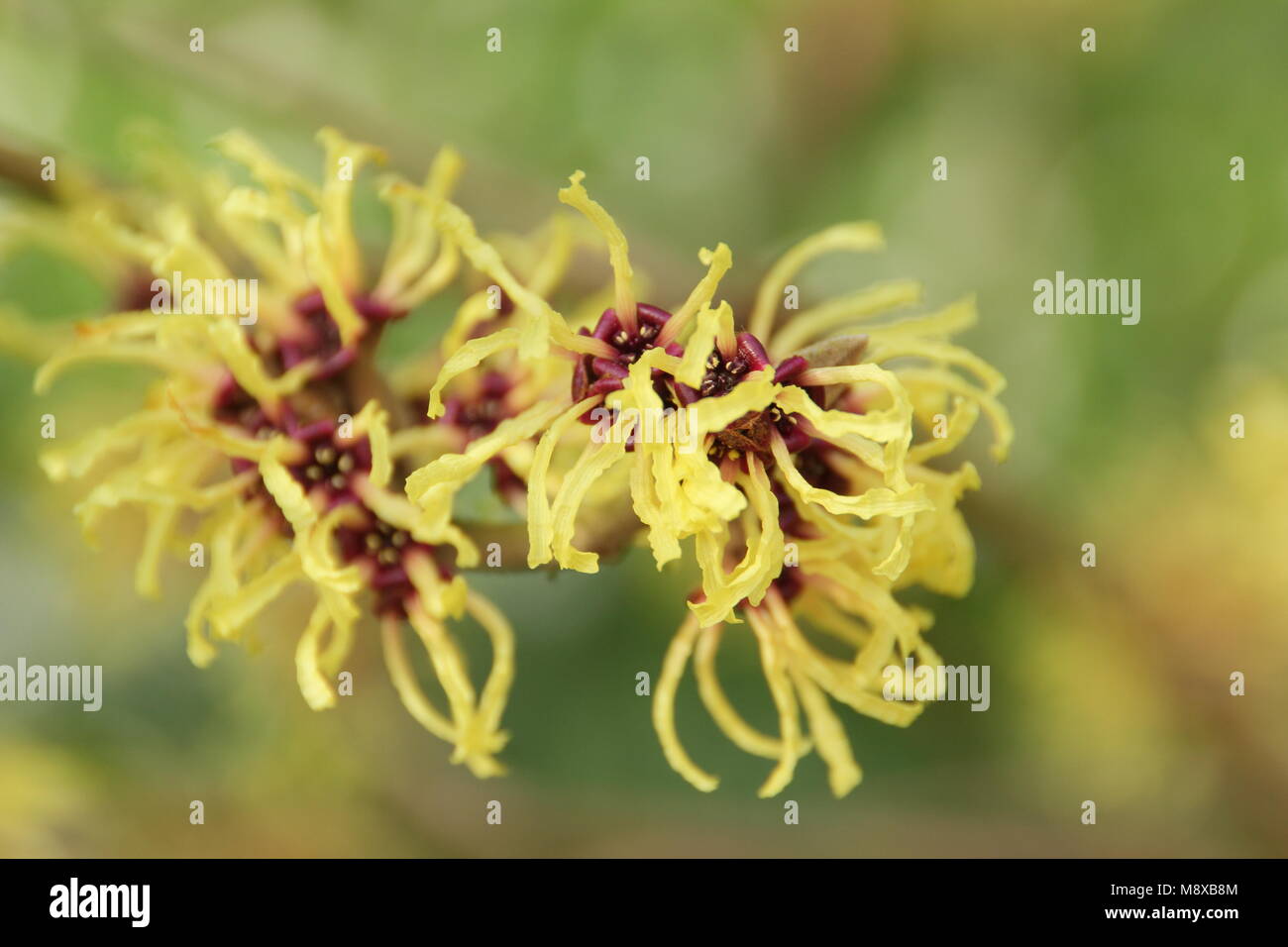 Fiori invernali di Hamamelis x intermedia 'Pallida' amamelide in un giardino inglese, REGNO UNITO Foto Stock