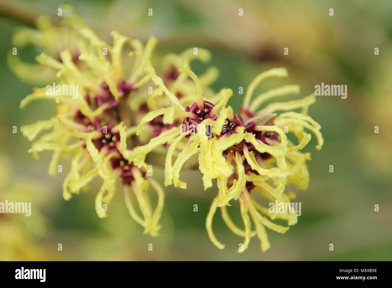 Hamamelis 'pallida'. Spiderosi fiori invernali di Hamamelis x intermedia 'pallida' nocciola strega nel mese di febbraio. REGNO UNITO Foto Stock