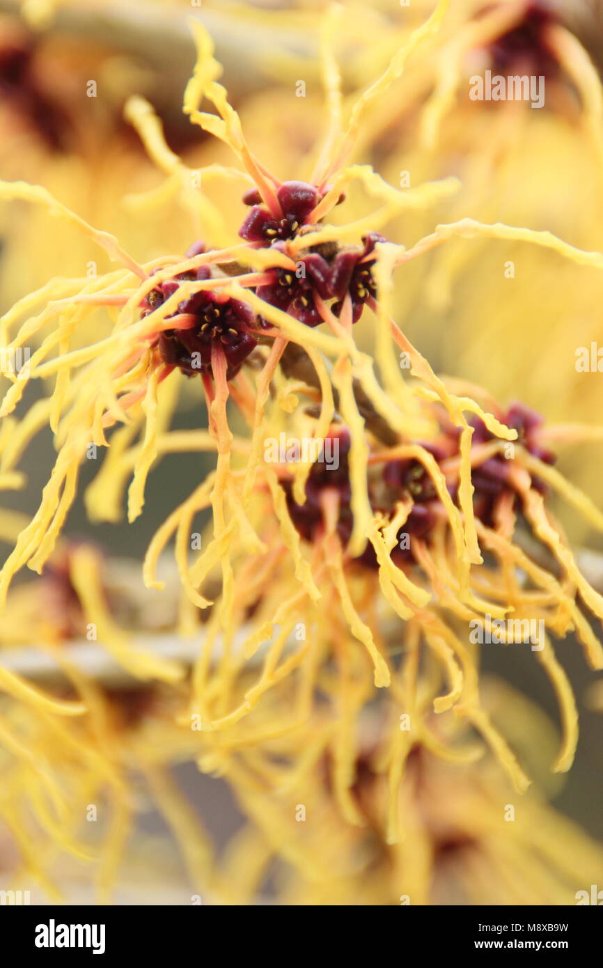 Hamamelis 'incandescente Embers' strega i fiori di nocciolo nel mese di gennaio. REGNO UNITO. Fiori invernali di Hamamelis x Embers incandescente intermedia Foto Stock