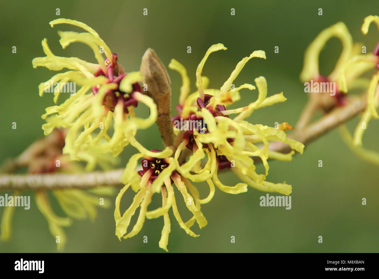 Fiori invernali di Hamamelis x intermedia 'Pallida' amamelide in un giardino inglese, REGNO UNITO Foto Stock