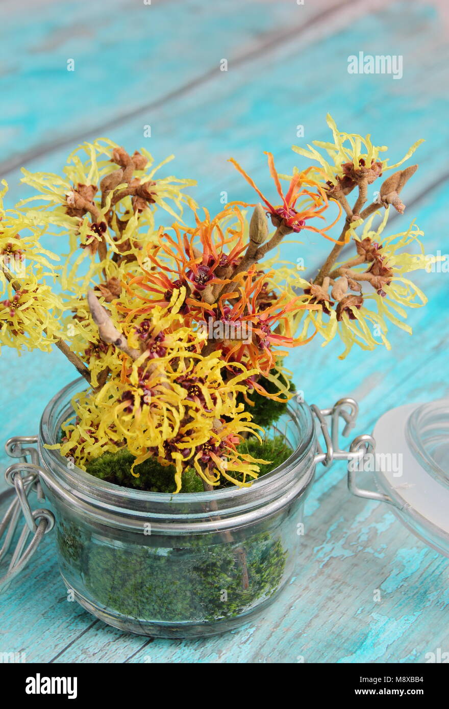 Hamamelis intermedia 'Arnold promessa", "Pallida', 'Jelena' e 'primavera' amamelide floreale in vaso di vetro con una decorazione moss. Foto Stock