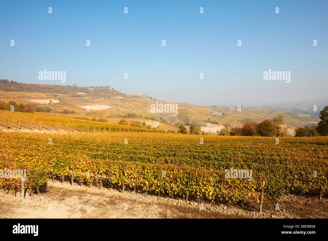 Vigneto e colline in autunno con foglie di giallo in una giornata di sole in Piemonte, Italia Foto Stock