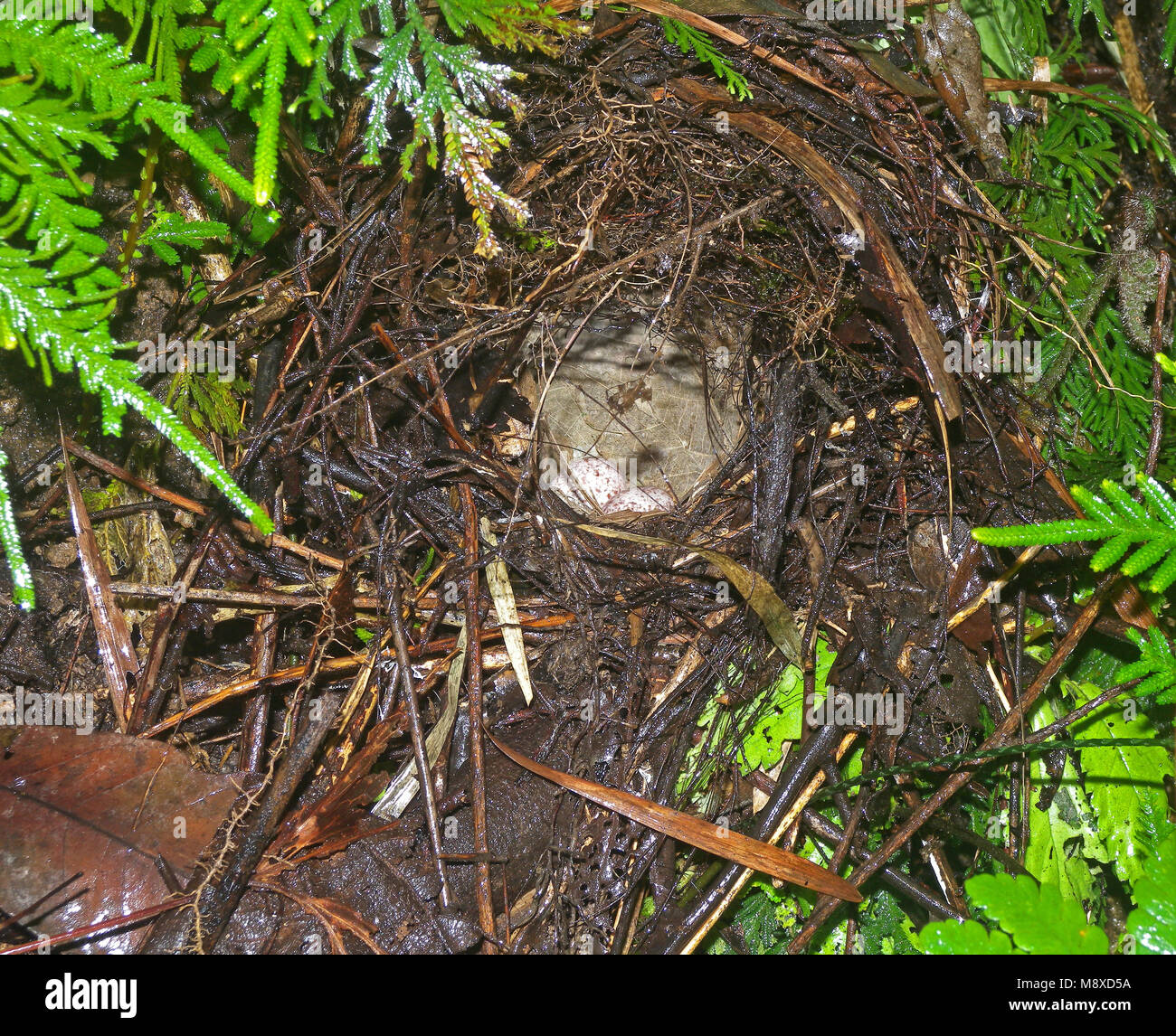 Nido van een Kochs Pitta, Whiskered Pitta nest Foto Stock