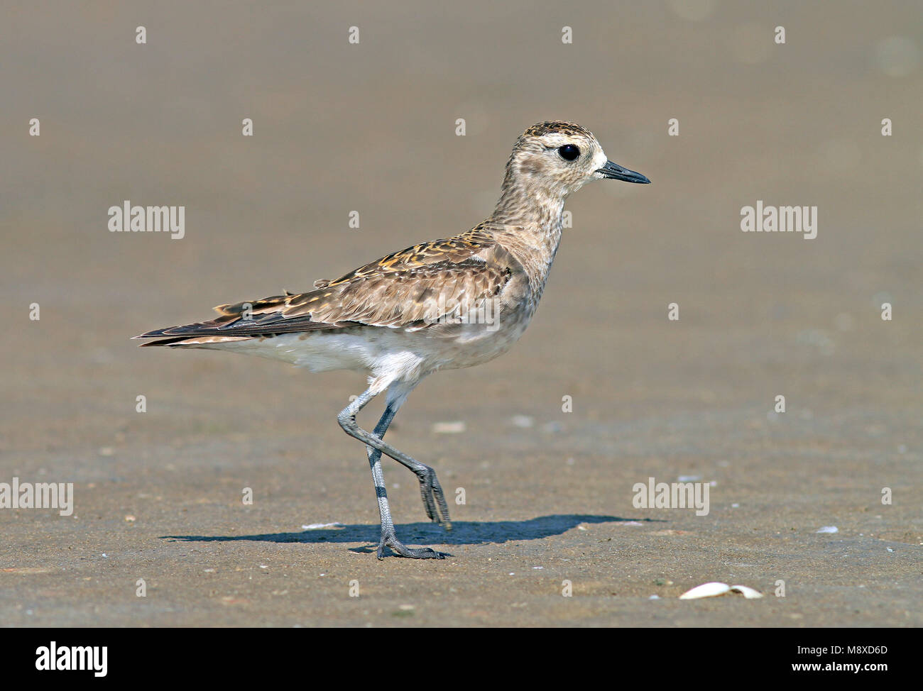 Bird immagine fatta da Pete Morris Foto Stock