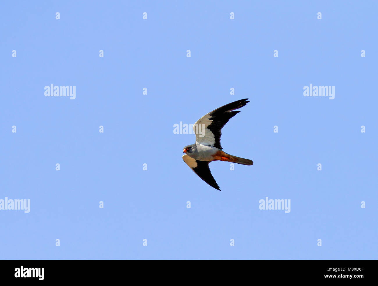 Mannetje Vliegend Amur Falcon; battenti Amoerroodpootvalk maschio (Falco amurensis) Foto Stock