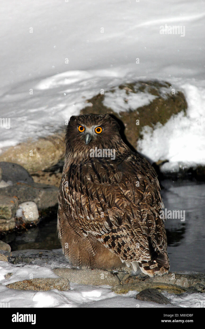 Blakiston-visuil, Blakiston's Fish-Owl, Bubo blakistoni Foto Stock