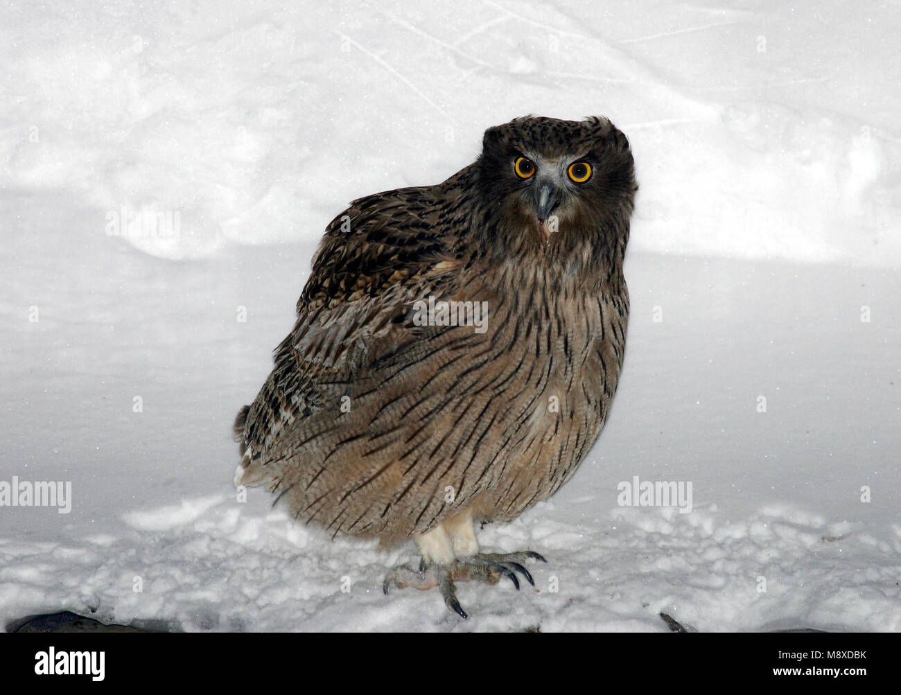 Blakiston-visuil, Blakiston's Fish-Owl, Bubo blakistoni Foto Stock