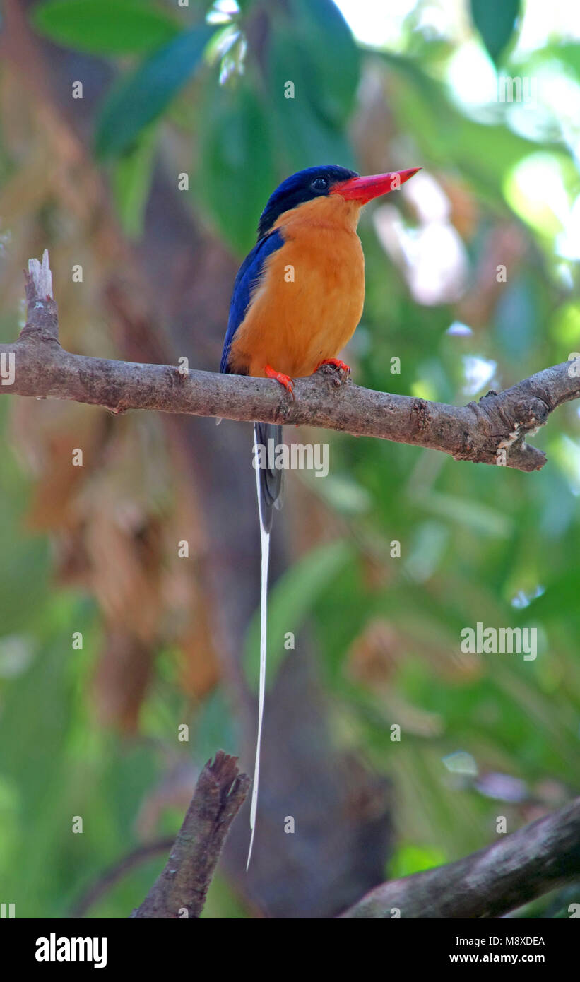 Bird immagine fatta da Pete Morris Foto Stock