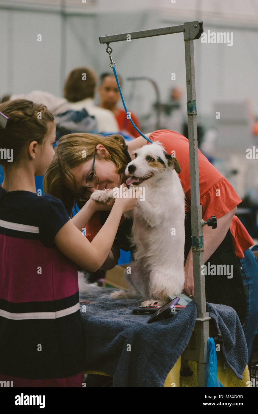 Celtic Classic Dog Show. 2018 Un Jack Russel Terrier essendo curato Foto Stock