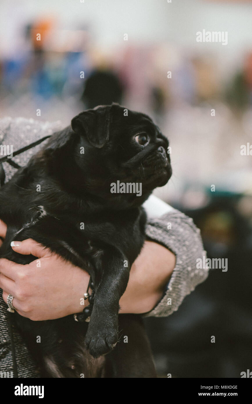 Celtic Classic Dog Show 2018 Pug essendo trattenuto prima di giudicare Foto Stock