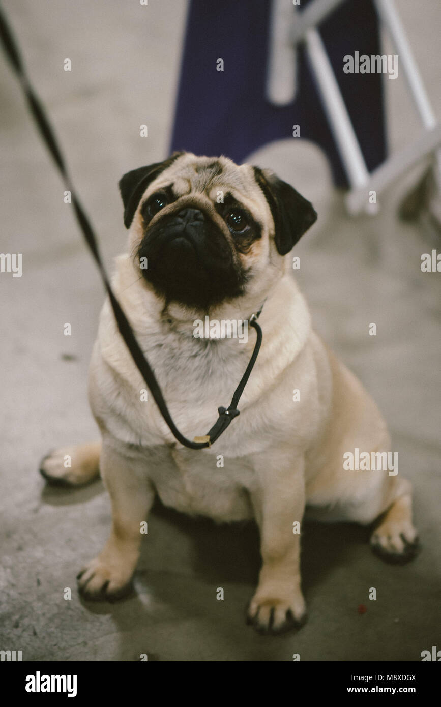 Celtic Classic Dog Show 2018 Pug Foto Stock