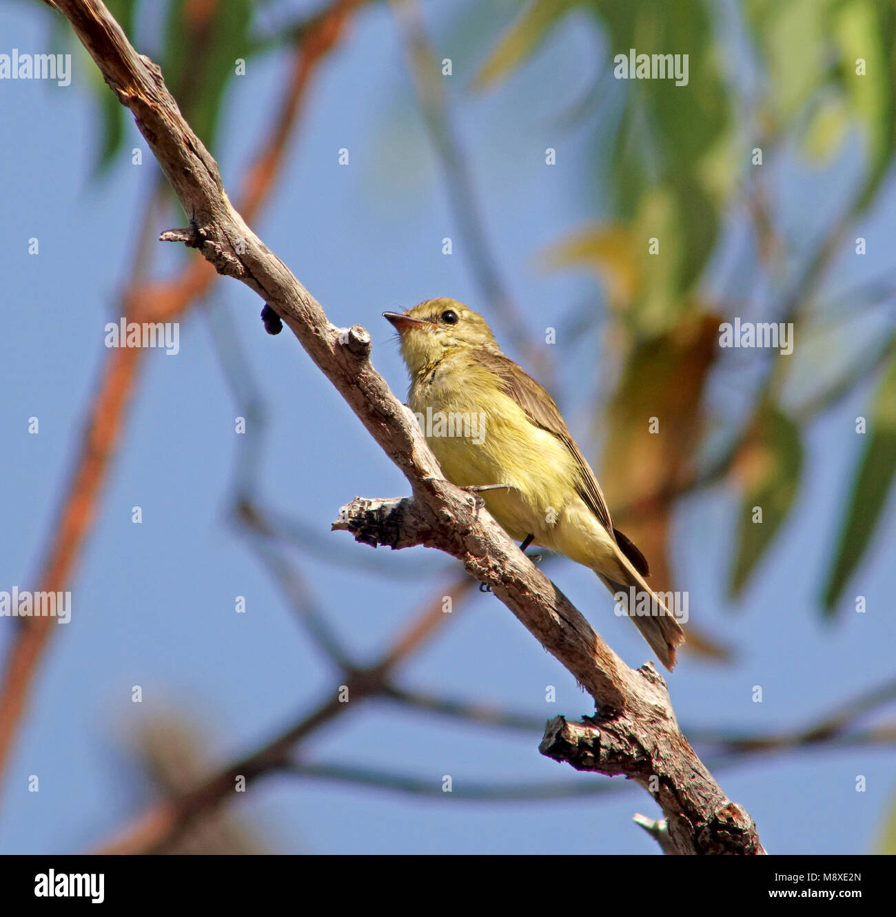 Il limone di ventre (Flyrobin Microeca flavigaster) nel suo habitat naturale; questi sono subtropicale o tropicale umida foreste in pianura e subtropicale o tropi Foto Stock