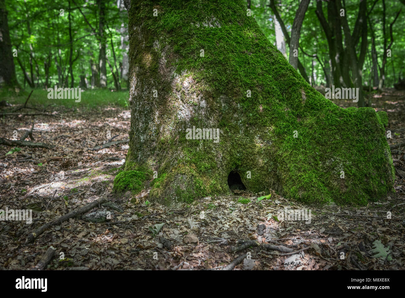 Quasi invisibile foro in un tronco di albero Foto Stock