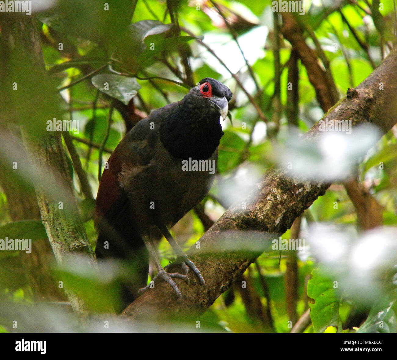 Roodvleugelgrondkoekoek, Rufous-Massa alato cuculo, Neomorphus rufipennis Foto Stock