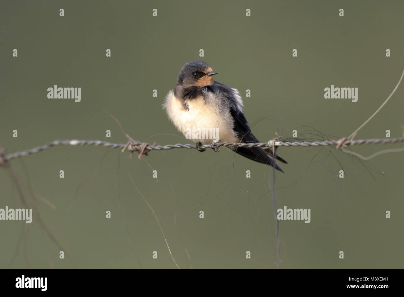 Boerenzwaluw op draad; Barn Swallow sul filo Foto Stock