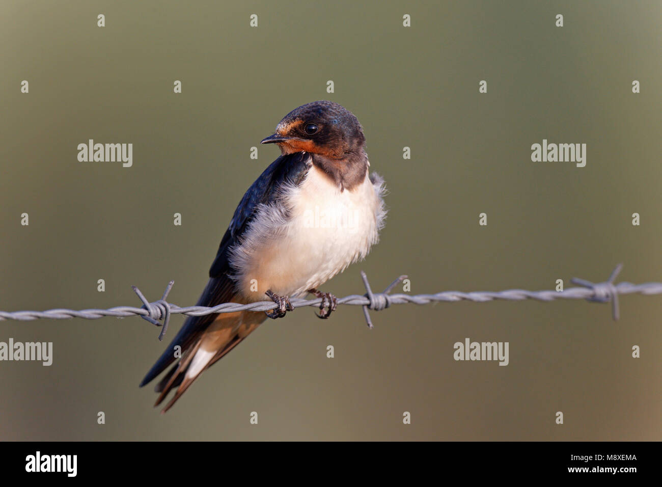 Boerenzwaluw zittend op prikkeldraad, Barn Swallow appollaiato sul filo spinato Foto Stock