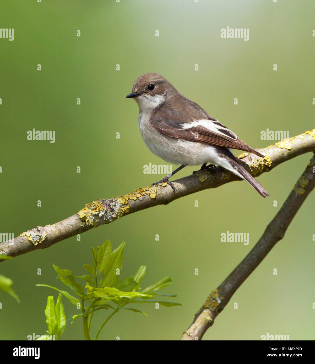 Bonte Vliegenvanger zittend op tak van Es. Unione Pied Flycatcher seduti sulle branche di cenere Foto Stock