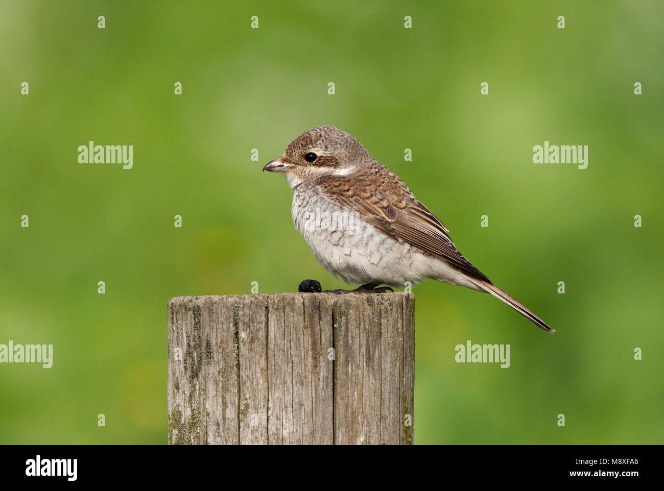 Grauwe Juveniele Klauwier op een paal; capretti Red-backed Shrike su un palo Foto Stock