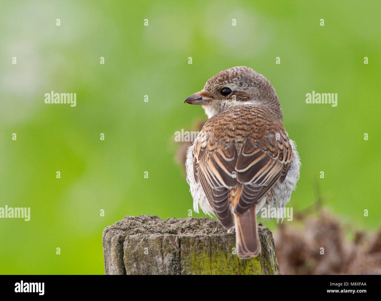 Grauwe Juveniele Klauwier op een paal; capretti Red-backed Shrike su un palo Foto Stock