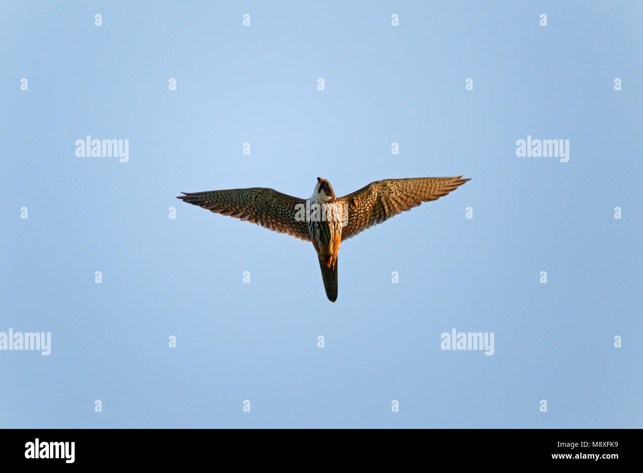 Vliegende trekkende Boomvalk aandachtig kijkt naar beneden;battenti, migrazione Hobby guardando verso il basso Foto Stock