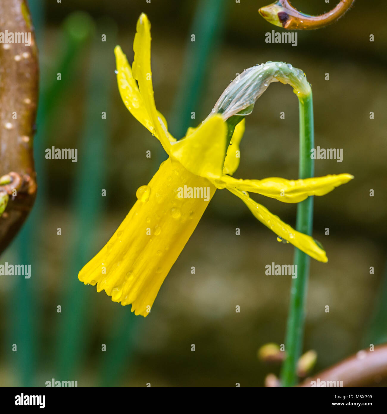 Una ripresa macro di un daffodil poco strega bloom. Foto Stock