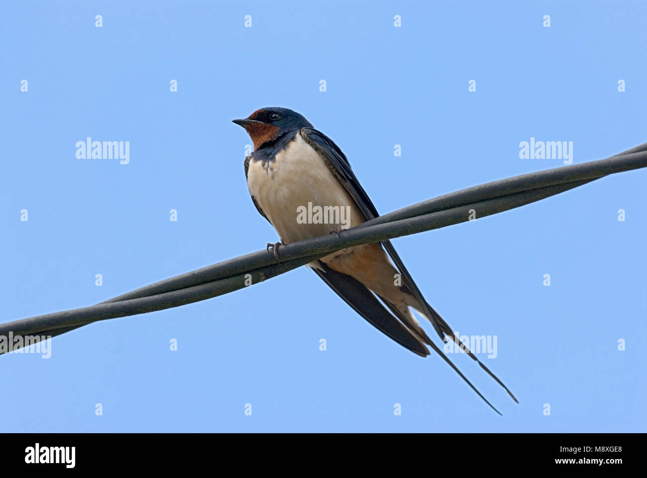 Barn Swallow adulto appollaiato;Boerenzwaluw volwassen zittend Foto Stock