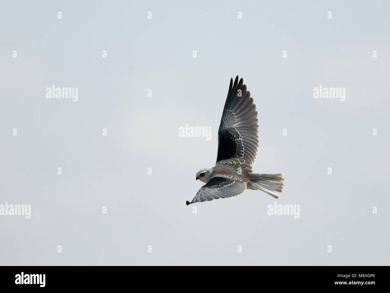 Nero-Kite con spallamento battenti; Grijze Wouw vliegend Foto Stock