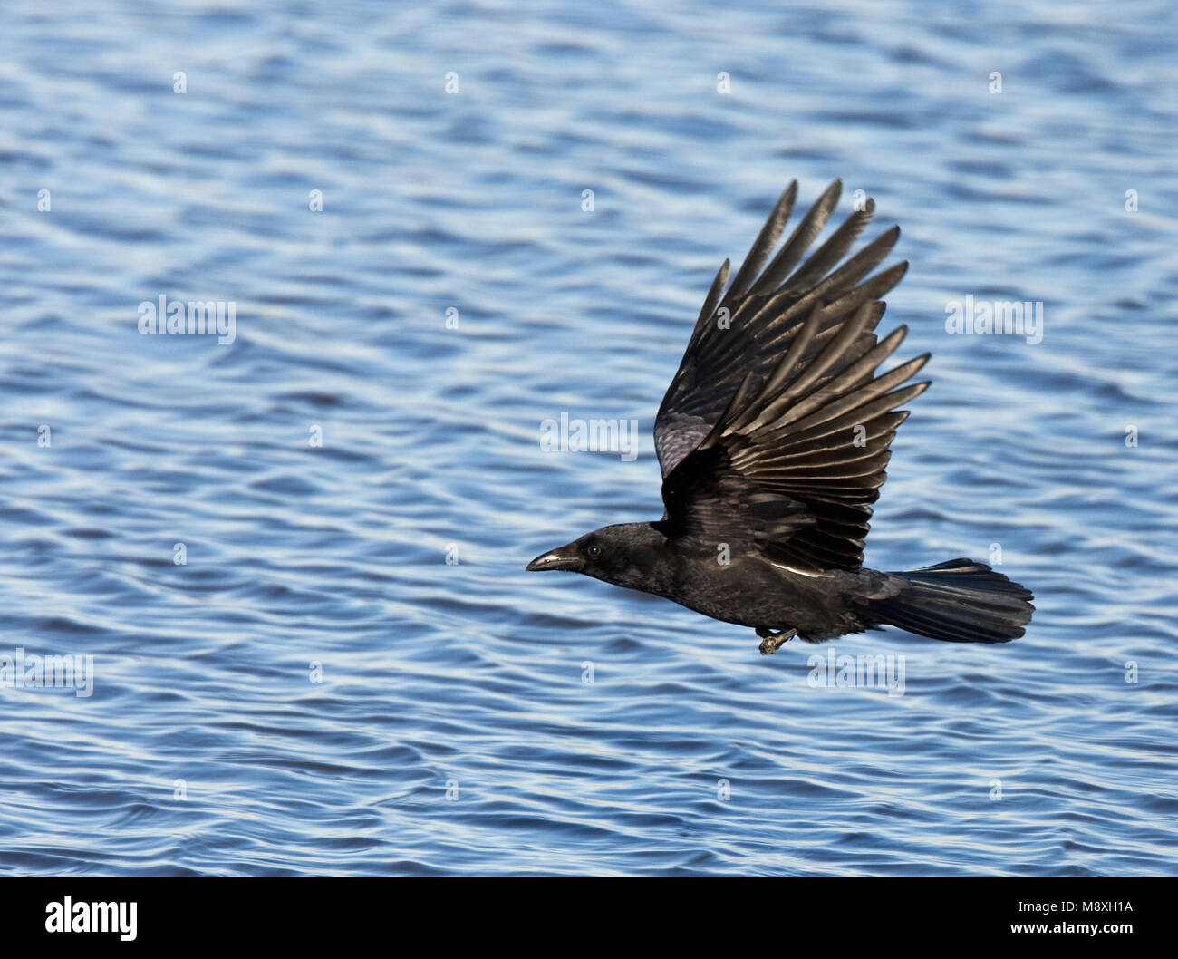 Zwarte Kraai vliegend; Carrion Crow battenti Foto Stock