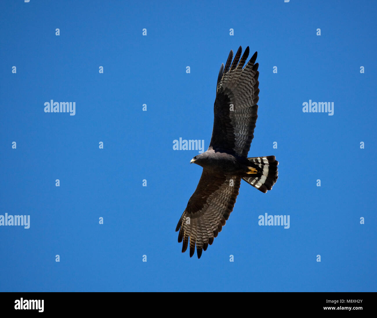 Zwarte Buizerd in vlucht, comune Black Hawk in volo Foto Stock