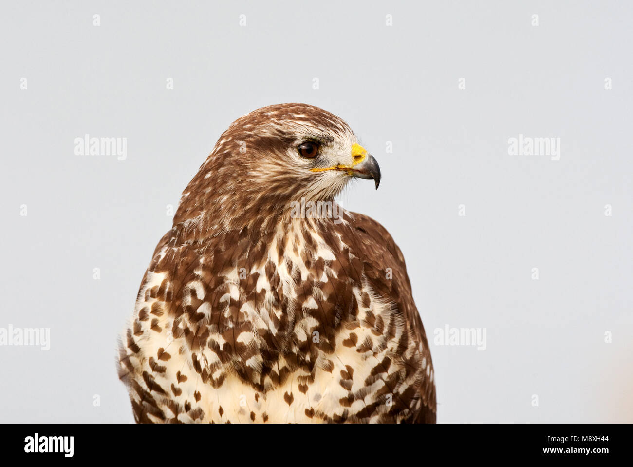 Buizerd close-up; comune poiana close-up Foto Stock