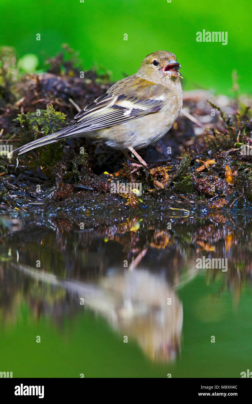 Vrouwtje Vink, Femmina fringuello comune Foto Stock
