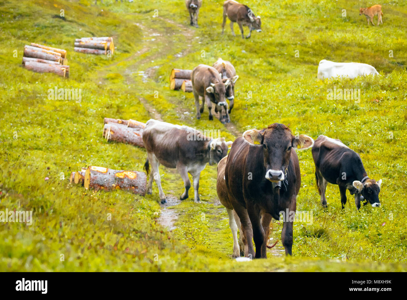 Svizzero marrone (bruna alpina) vacche in prati alpini sopra Lenzerheide Grigioni Svizzera Foto Stock