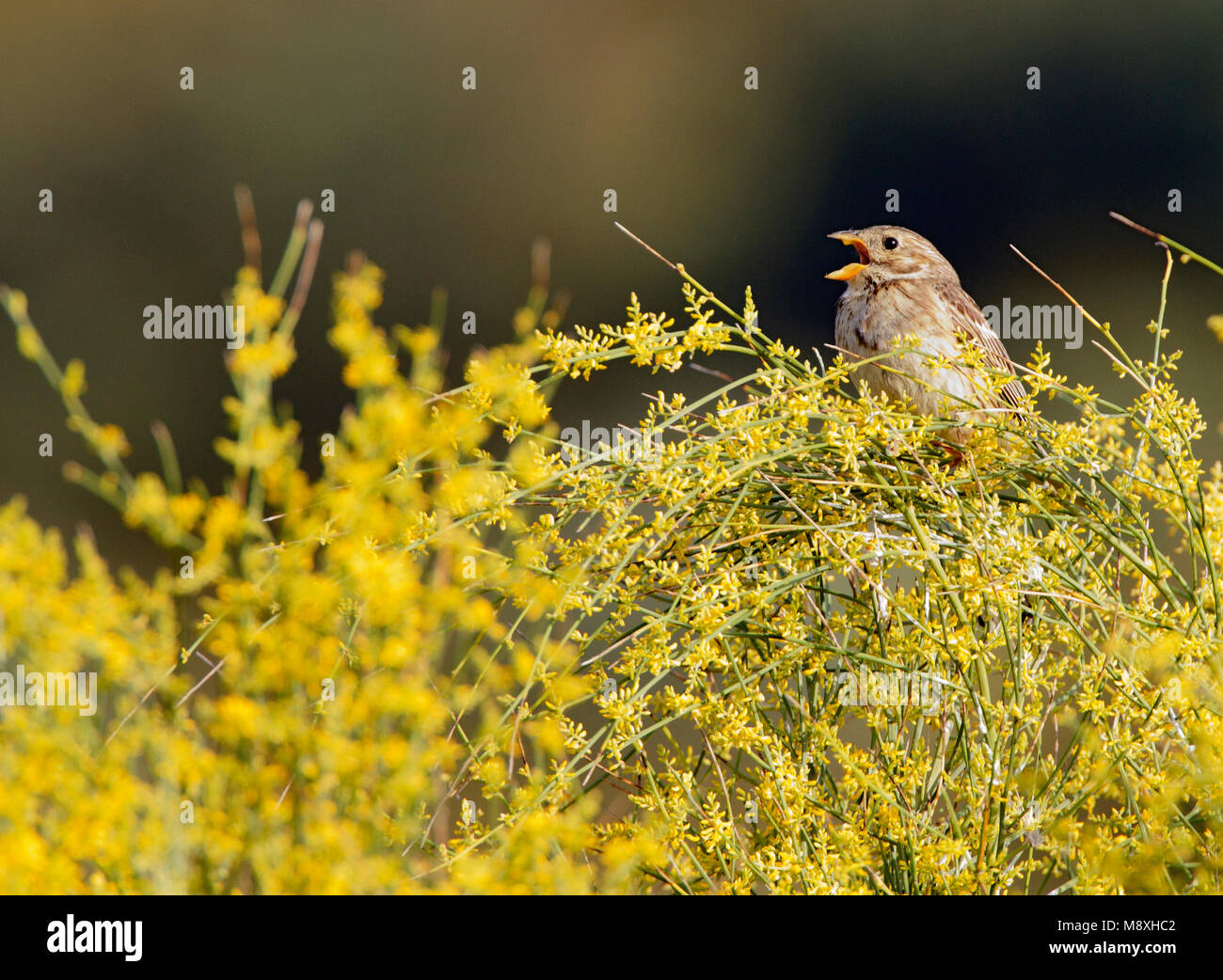 Zingende Grauwe Gors, cantando Corn Bunting Foto Stock