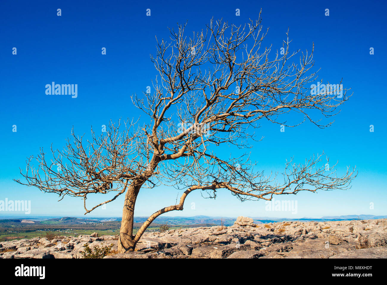 Il frassino cresce dal calcare sul marciapiede Farleton cadde, Cumbria Foto Stock