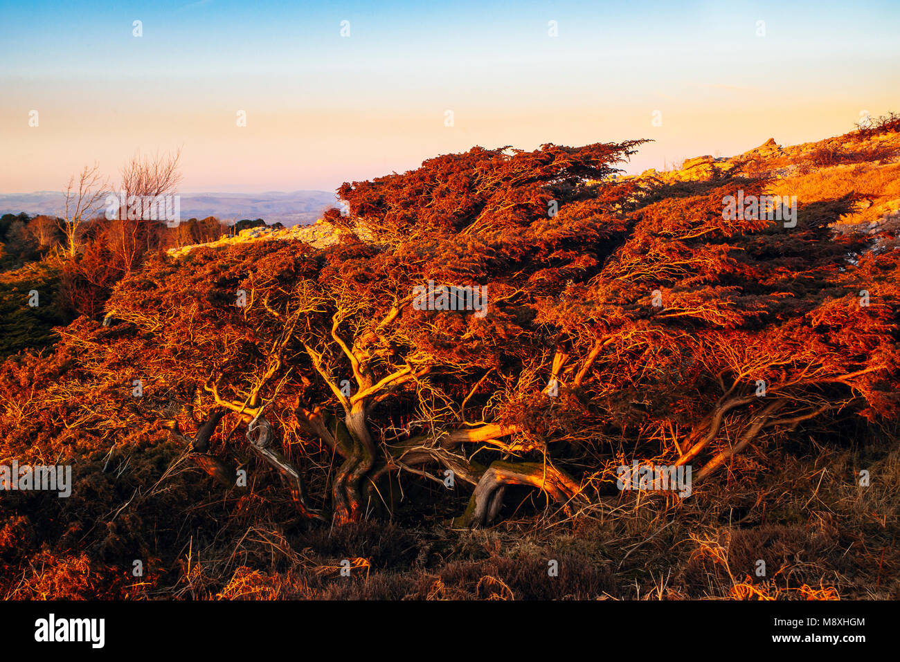 Il ginepro bush in serata sulla cicatrice Whitbarrow, una cresta di calcare nel Lake District inglese Foto Stock