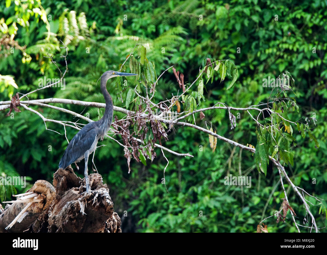 Reiger Sumatraanse staand in bos; grandi fatturati Heron arroccato nella foresta Foto Stock