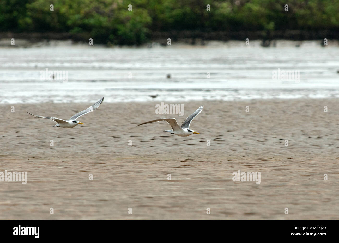 Grote Kuifstern in vlucht, grande Crested Tern in volo Foto Stock