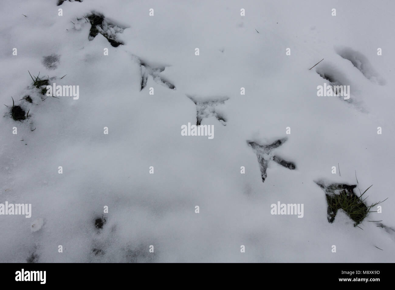 Bird Orme nella neve. Staffordshire. Isole britanniche. Foto Stock