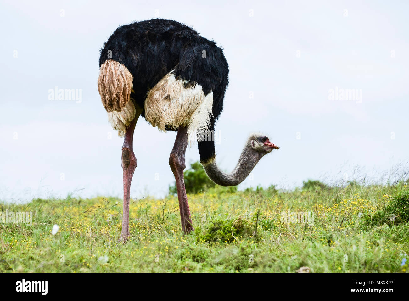 Un comune (struzzo Struthio camelus) in Addo Elephant Park, Sud Africa Foto Stock