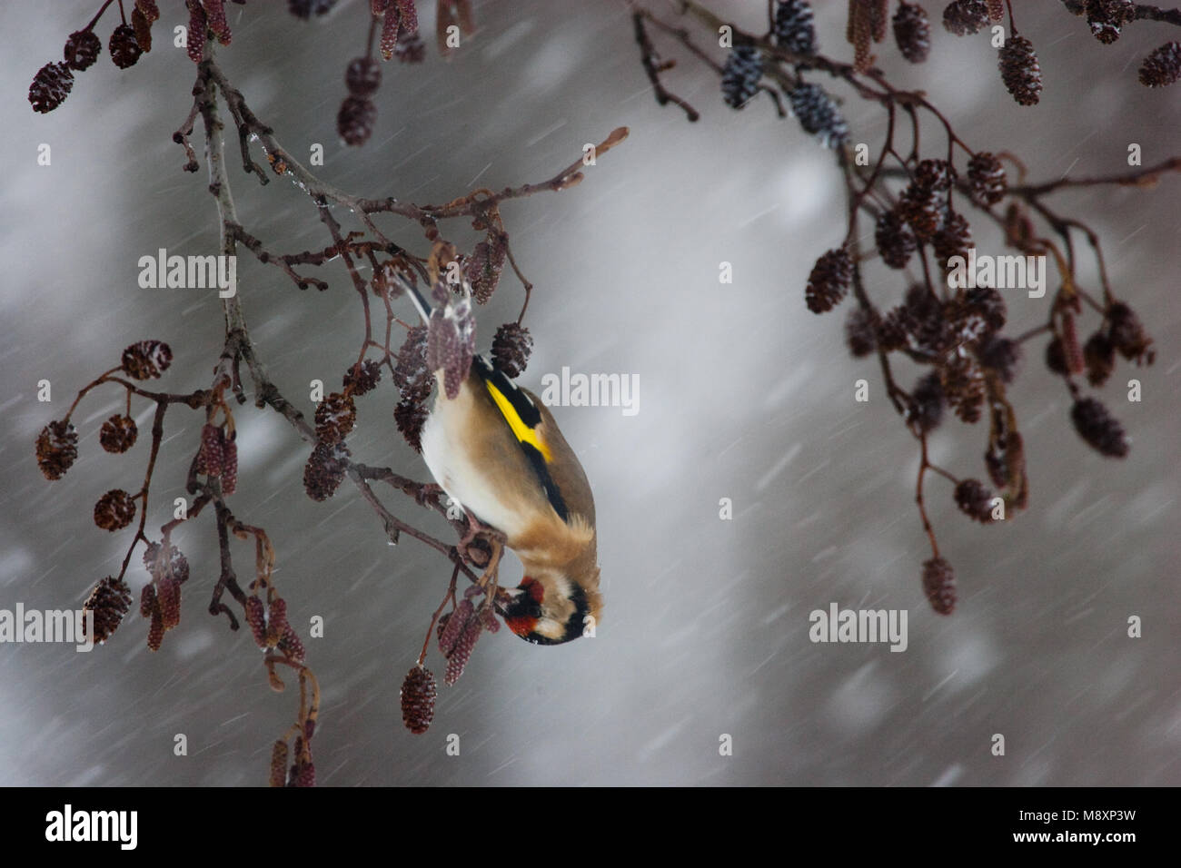 Putter foeragerend in sneeuwbui Europeo di cardellino rovistando in blizzard Foto Stock