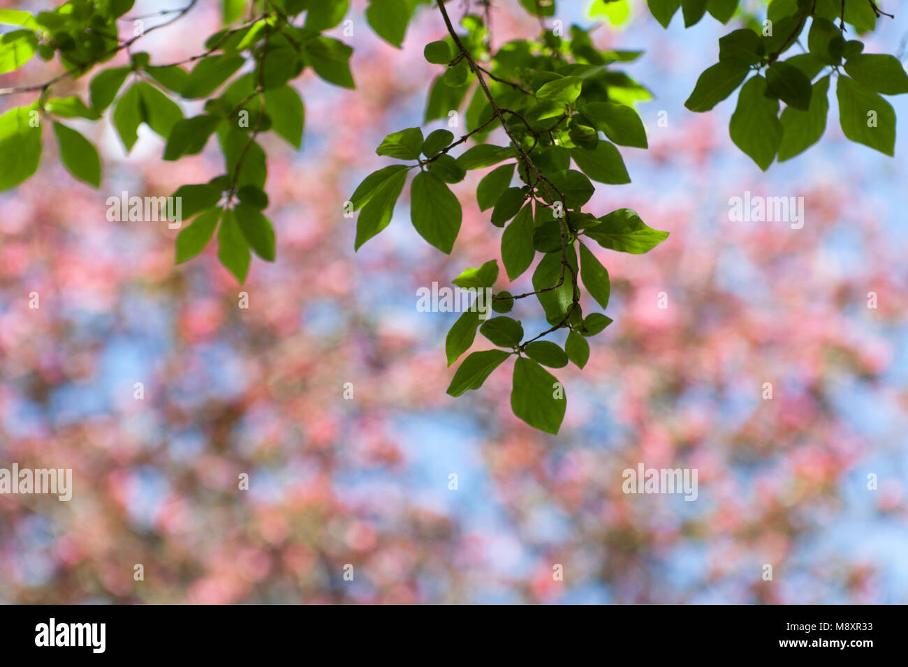 La molla di sfocatura dello sfondo bokeh di fondo con rami verdi Foto Stock