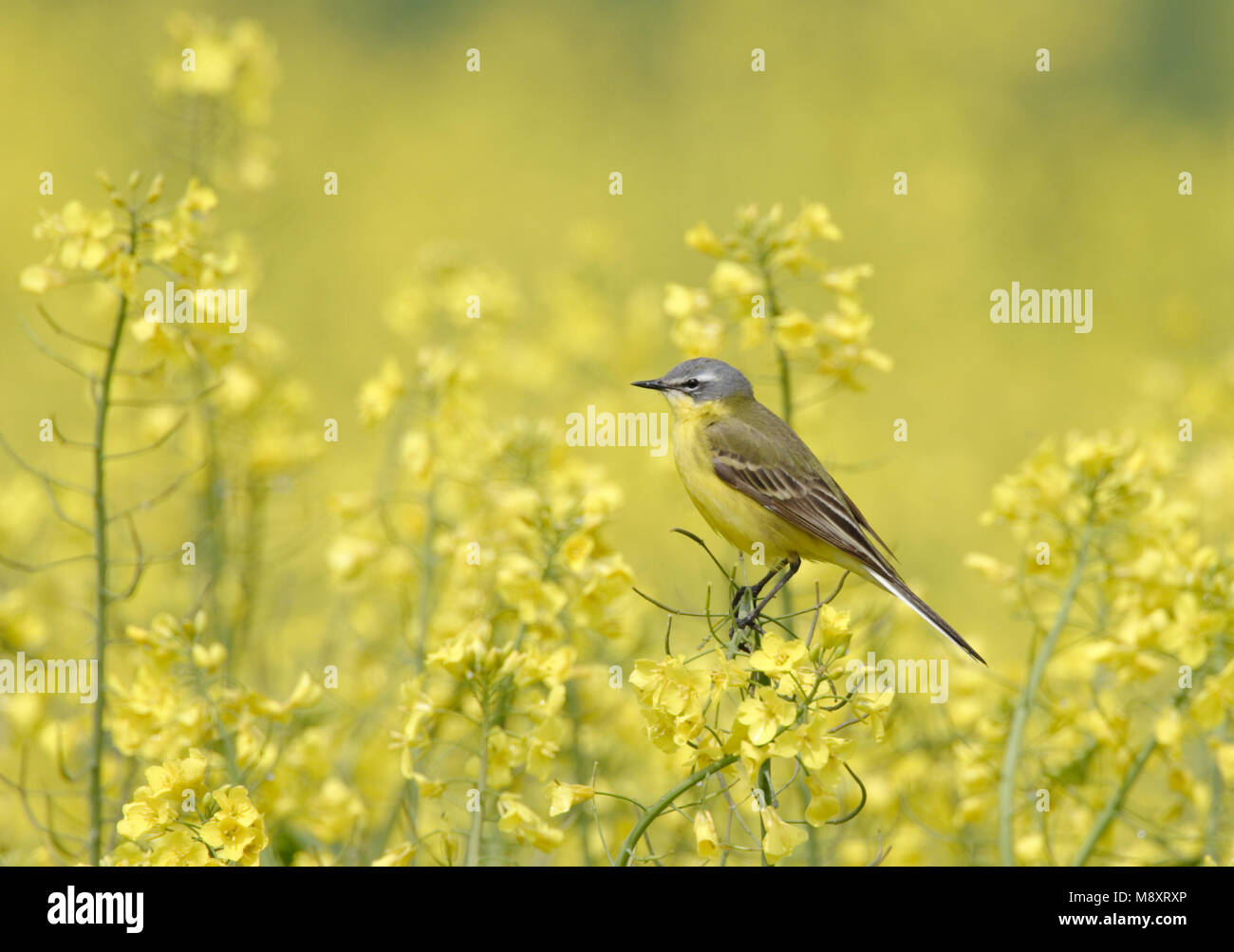 Blue-headed Wagtail arroccato nella fioritura della colza Paesi Bassi, Gele Kwikstaart zittend in bloeiend koolzaad Nederland Foto Stock