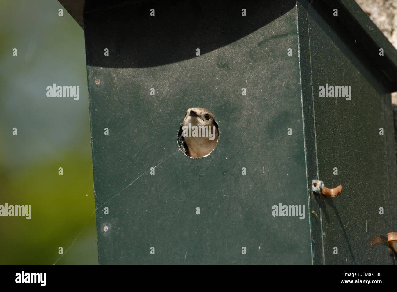 Bonte Vliegenvanger jong kijkend uit nestkast; European Pied Flycatcher capretti guardando fuori di nestbox Foto Stock
