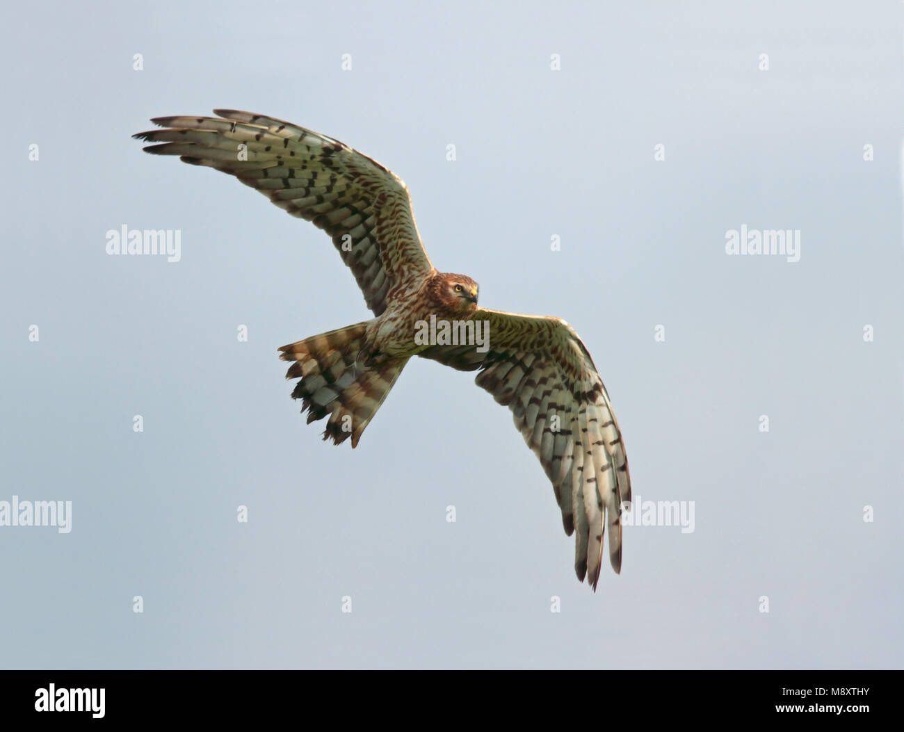 Grauwe Kiekendief, Montagus Harrier, Circus pygargus Foto Stock